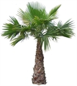 Picture for category Palm Trees