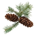 Picture for category Evergreen Trees